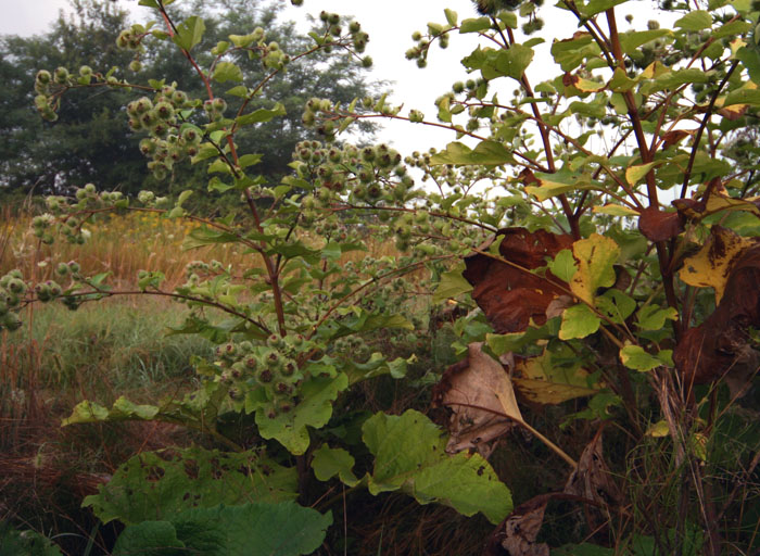 Arctium lappa / Bardana maggiore